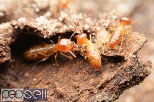 Termite control Kottarakkara 1 