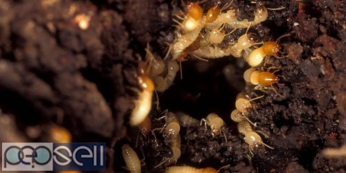 Termite control service Thodupuzha 0 