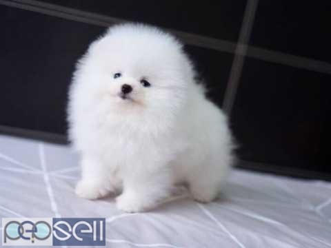 Trained Pomeranian Puppies available 0 