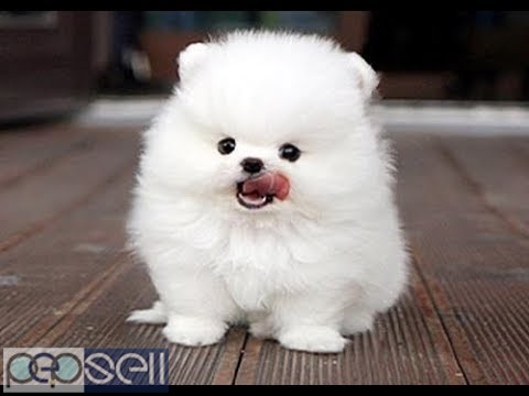 Trained Pomeranian Puppies available 1 