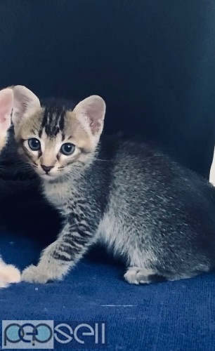 Kittens are for adoption  2 