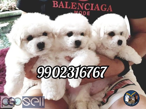 Purebreed Bichon Frise Puppies in India for sale 0 