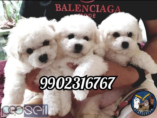 Purebreed Bichon Frise Puppies in India for sale 1 