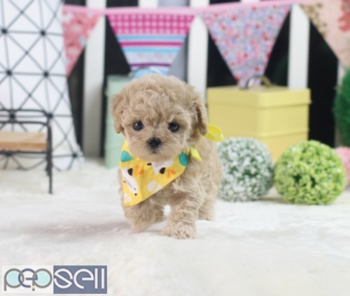Purebred Toy Poodle Puppies For Sale 0 