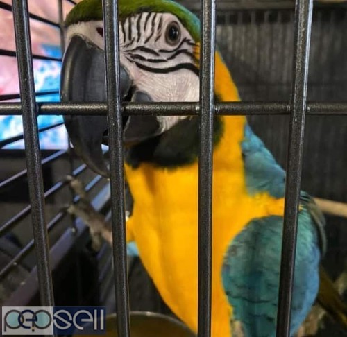 macaw Parrots available for sale  0 