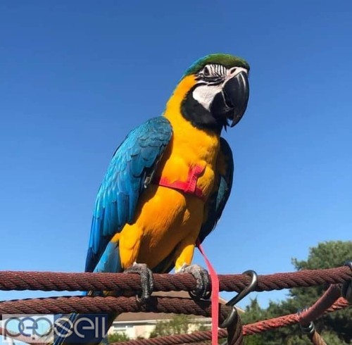  macaw Parrots available for sale  1 