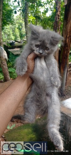 Kitten for sale 0 