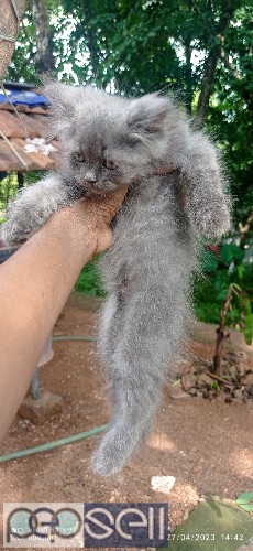 Kitten for sale 1 