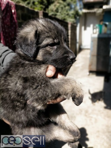 German shepherd Puppies for sell 0 