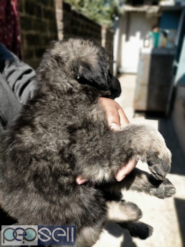 German shepherd Puppies for sell 1 