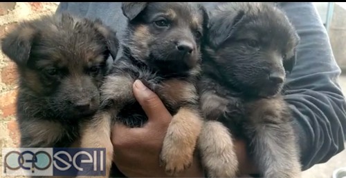 German shepherd Puppies for sell 2 