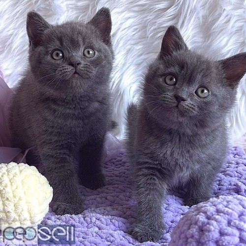  british shorthair kittens for Sale 0 