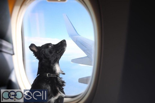  Qatar Airways Pet Travel Policy | FlyOfinder 0 
