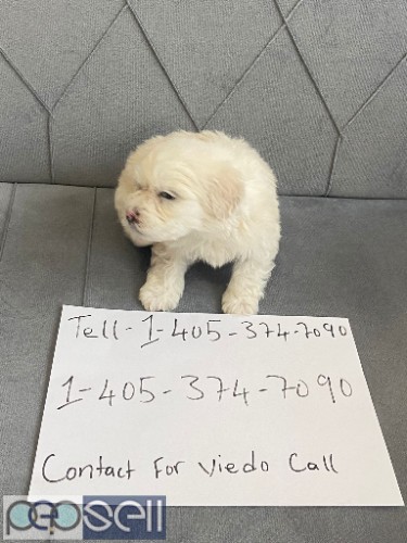 KC registered Pure Maltese Toy puppies for sale 4 