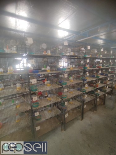 Used bird cages 2 