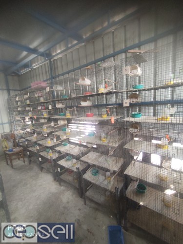 Used bird cages 4 
