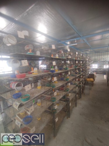 Used bird cages 3 