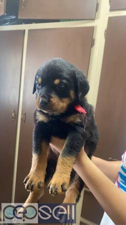  I have adorable Rottweiler pups for sale 0 