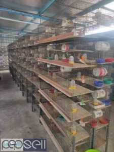 Used bird cages