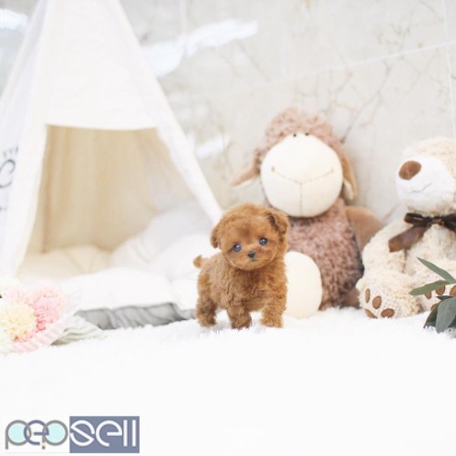 toy poodle puppies for sale 0 