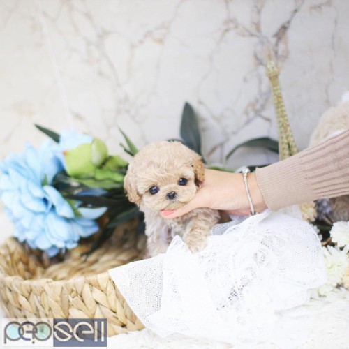 toy poodle puppies for sale 1 