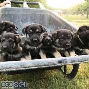 German Shepherd puppies For New Home