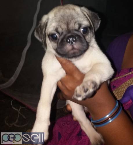 pug puppies for sale  0 