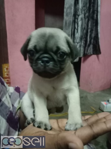 pug puppies for sale  1 