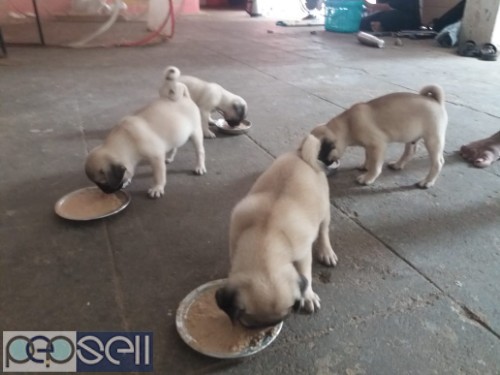 pug puppies for sale  2 
