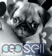 pug puppies for sale  3 